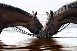  7 TIPS TO HELP YOU AND YOUR HORSE STAY COOL THIS SUMMER
