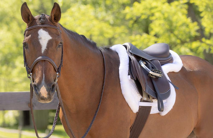 Tack Essentials for Your Horse – Ovation Riding