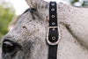 Color Collection by Ovation® Lucky Adjustable Breakaway Halter - Black