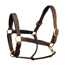  Richtan Luxury Padded Halter - Brown/Blue